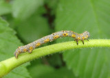 6658 - Phigalia titea; Half-Wing caterpillar