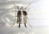 Ablabesmyia Midge species
