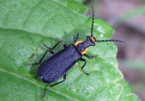 Podabrus rugosulus; Soldier Beetle species