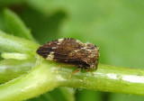 Publilia concava; Treehopper species