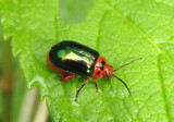 Kuschelina gibbitarsa; Flea Beetle species