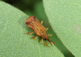 Baliosus nervosus; Basswood Leaf Miner