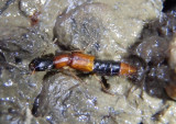Homaeotarsus bicolor; Rove Beetle species