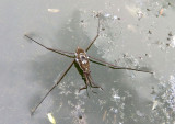 Trepobates Water Strider species