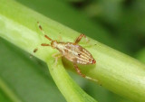 Neurocolpus nubilus group; Plant Bug species nymph