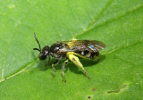 Lasioglossum Sweat Bee species