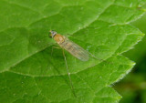Neurigona Long-legged Fly species