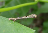 6597 - Ectropis crepuscularia; Small Engrailed catepillar 