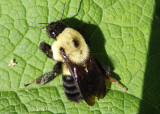 Bombus bimaculatus; Two-spotted Bumble Bee