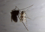 Ablabesmyia Midge species; female