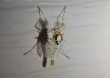 Coelotanypus concinnus; Midge species; male