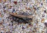 Tetrix ornata; Ornate Pygmy Grasshopper; female