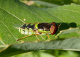 Odontomyia cincta; Soldier Fly species; male