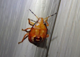 Podisus maculiventris; Spined Soldier Bug nymph