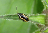Phyllotreta striolata; Striped Flea Beetle