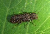 Lichenophanes bicornis; Horned Powder-post Beetle species