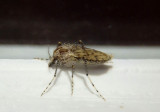 Sayomyia Phantom Midge species; female