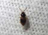 Atomaria ephippiata; Silken Fungus Beetle species