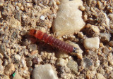 Collops Soft-winged Flower Beetle species larva