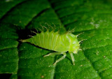 Ceresa Buffalo Treehopper species nymph