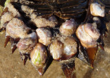 Atlantic Slipper Shells on Horseshoe Crab