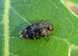 Brachys ovatus; Metallic Wood-Boring Beetle species