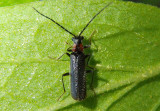 Rhagonycha Soldier Beetle species