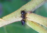 Crematogaster lineolata; Acrobat Ant species