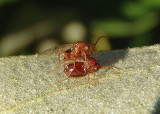 Cynipini Oak Gall Wasp species