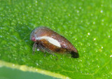 Ophiderma flavicephala; Treehopper species