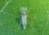 Ablabesmyia Midge species; male