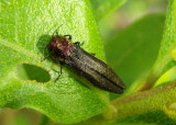 Agrilus ruficollis; Red-necked Cane Borer