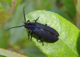 Plateros Net-winged Beetle species