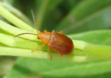 Tricholochmaea Flea Beetle species