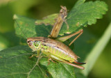 Metrioptera roeselii; Roesels Katydid; female nymph; exotic