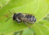 Megachile Leaf-cutting Bee species
