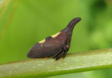 Enchenopa Treehopper species
