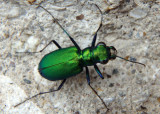 Cicindela sexguttata; Six-spotted Tiger Beetle