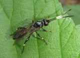 Cratichneumon sublatus; Ichneumon Wasp species