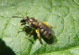 Lasioglossum Sweat Bee species; female