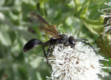 Isodontia apicalis/mexicana complex; Grass-carrying Wasp species