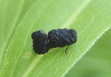Exema Warty Leaf Beetle species