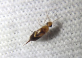 Mordellistena andreae; Tumbling Flower Beetle species