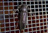 Tylonotus masoni; Long-horned Beetle species