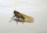 Javesella pellucida; Delphacid Planthopper species