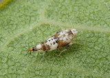 Scaphoideus titanus; Vine Leafhopper nymph