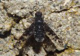 Anthrax pluto; Bee Fly species