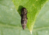 Agrilus lecontei; Metallic Wood-boring Beetle species