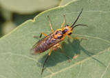 Nematus tibialis; Locust Sawfly