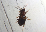 Omonadus floralis; Narrow-necked Grain Beetle